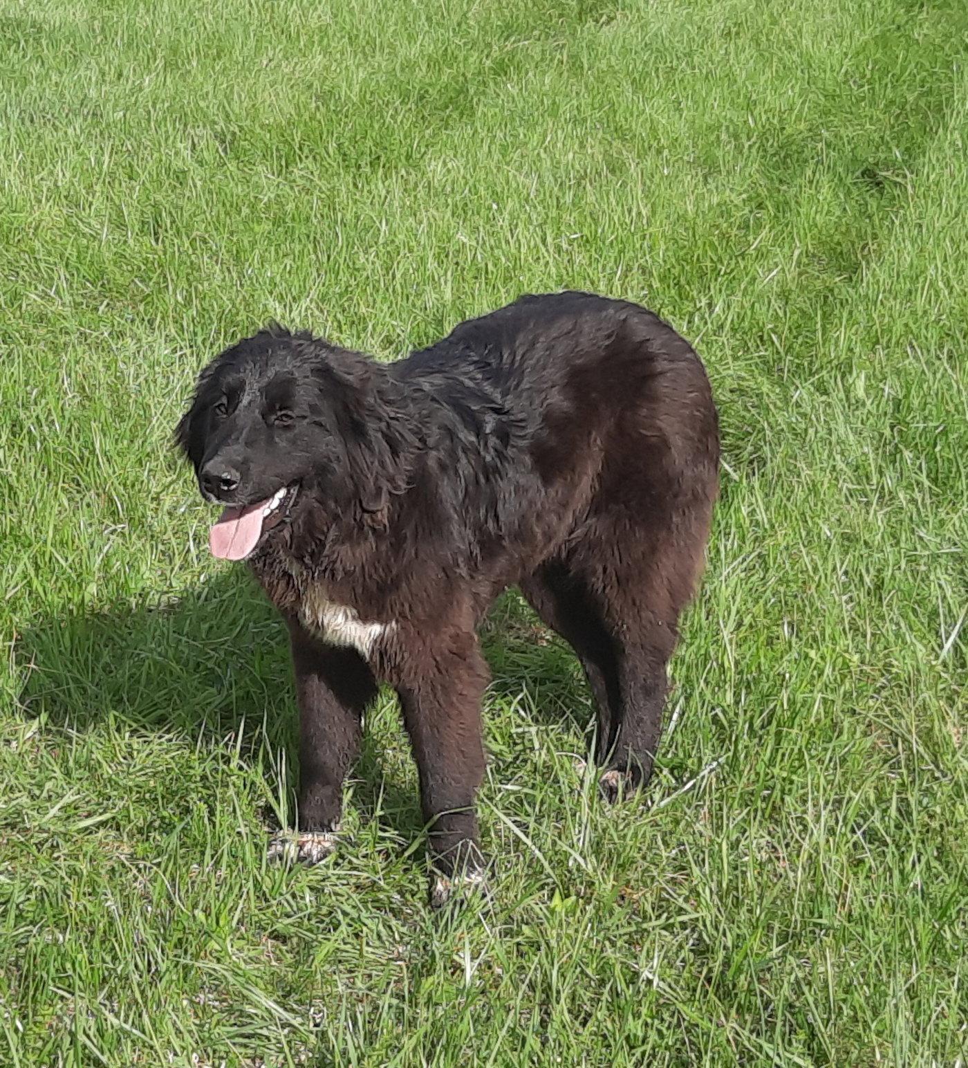 Angie, a Adopted mixed breed in Mcconnelsville, OH image 1/3