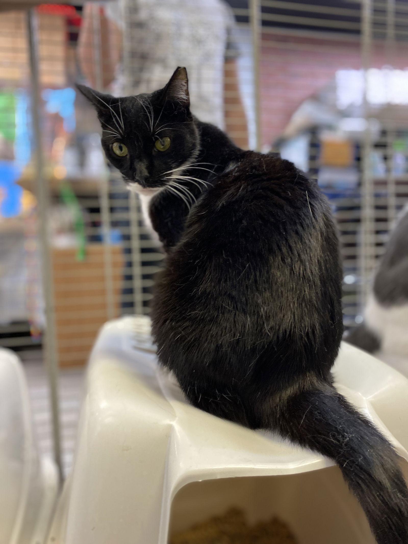 Enlarge Waffles, a Adoptable Domestic Short Hair in Margate, FL image 2/6