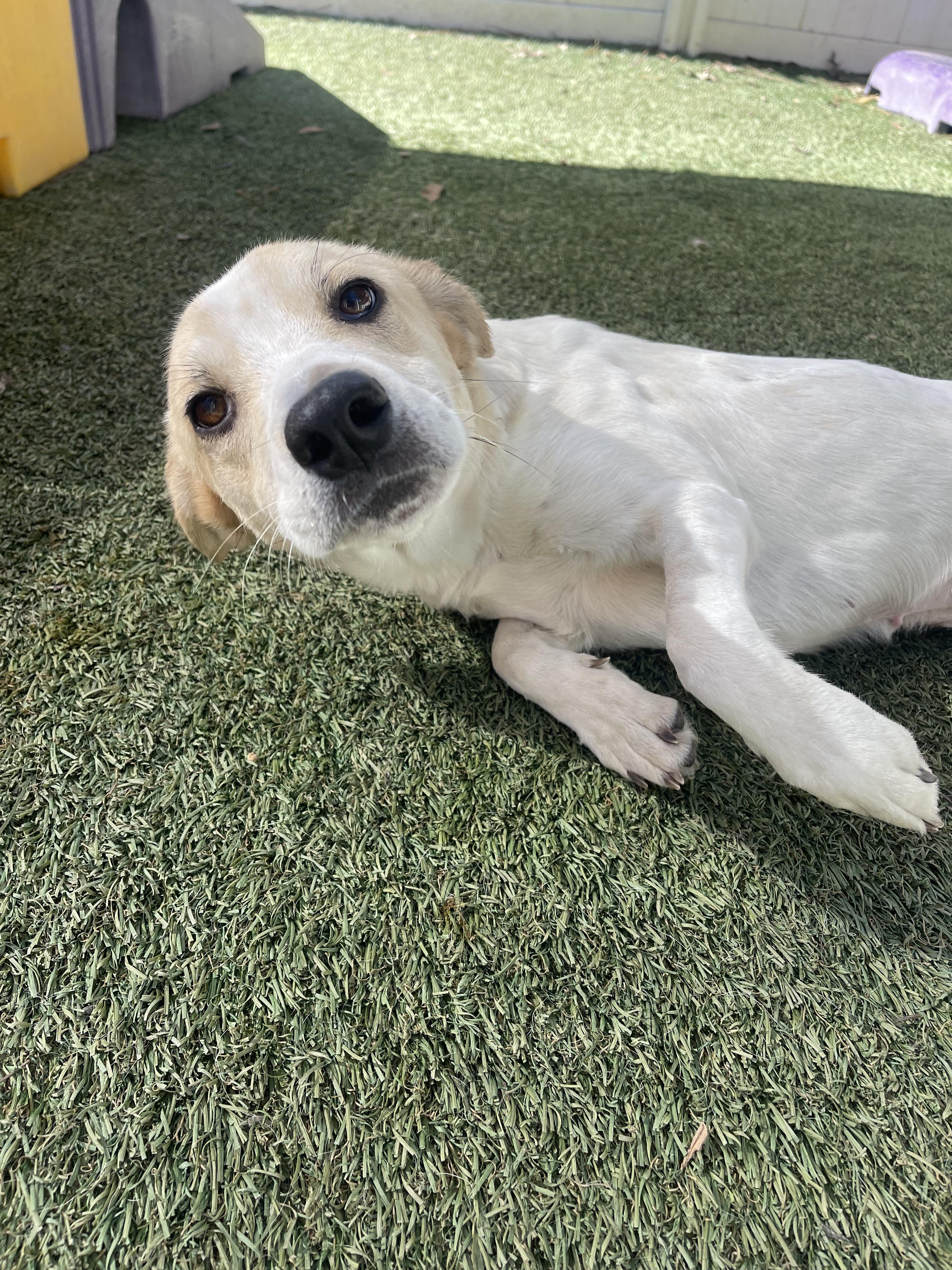 Enlarge Ella, a ADOPTABLE mixed breed in Baker, LA image 1/4