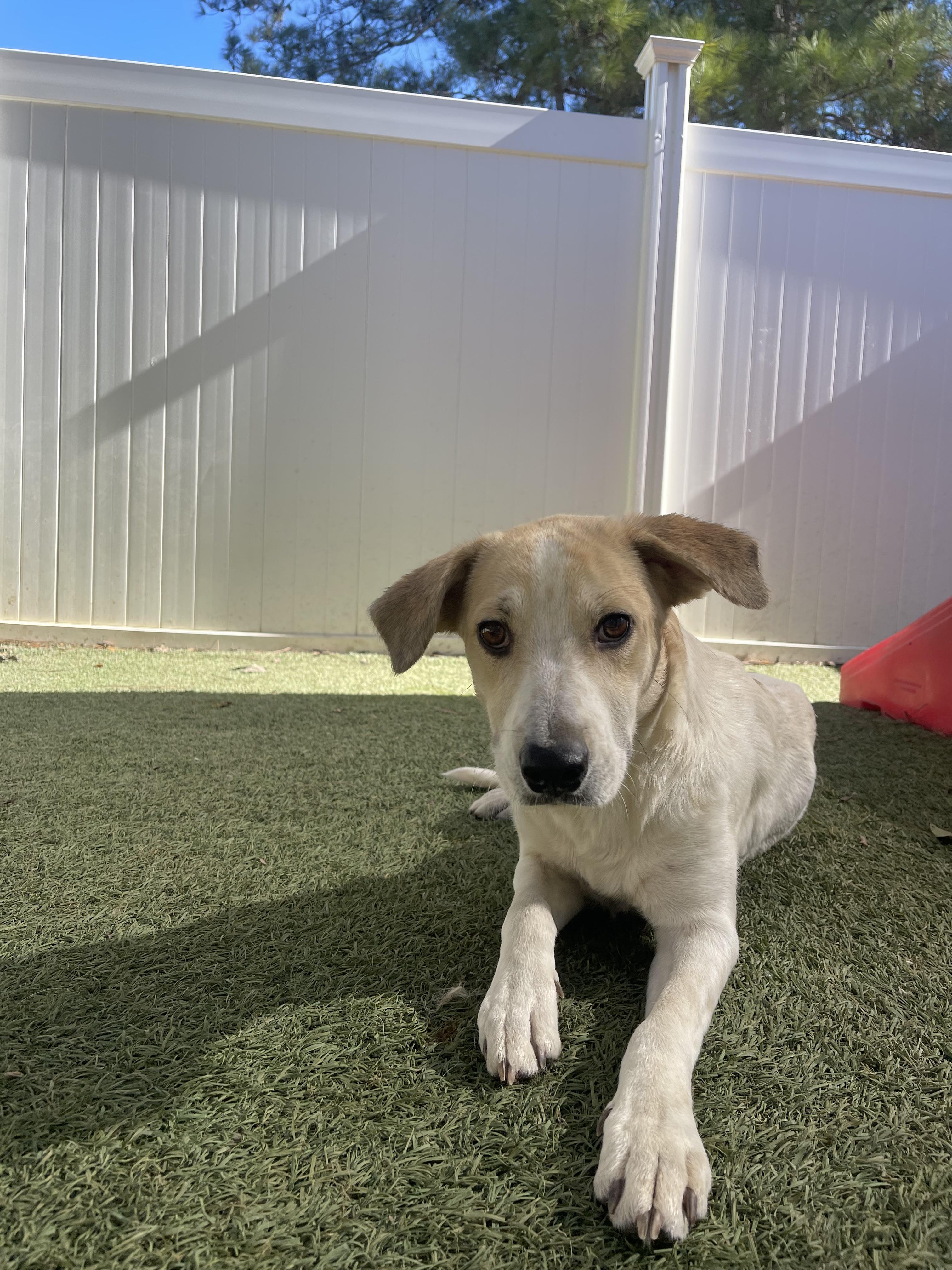 Enlarge Ella, a ADOPTABLE mixed breed in Baker, LA image 4/4