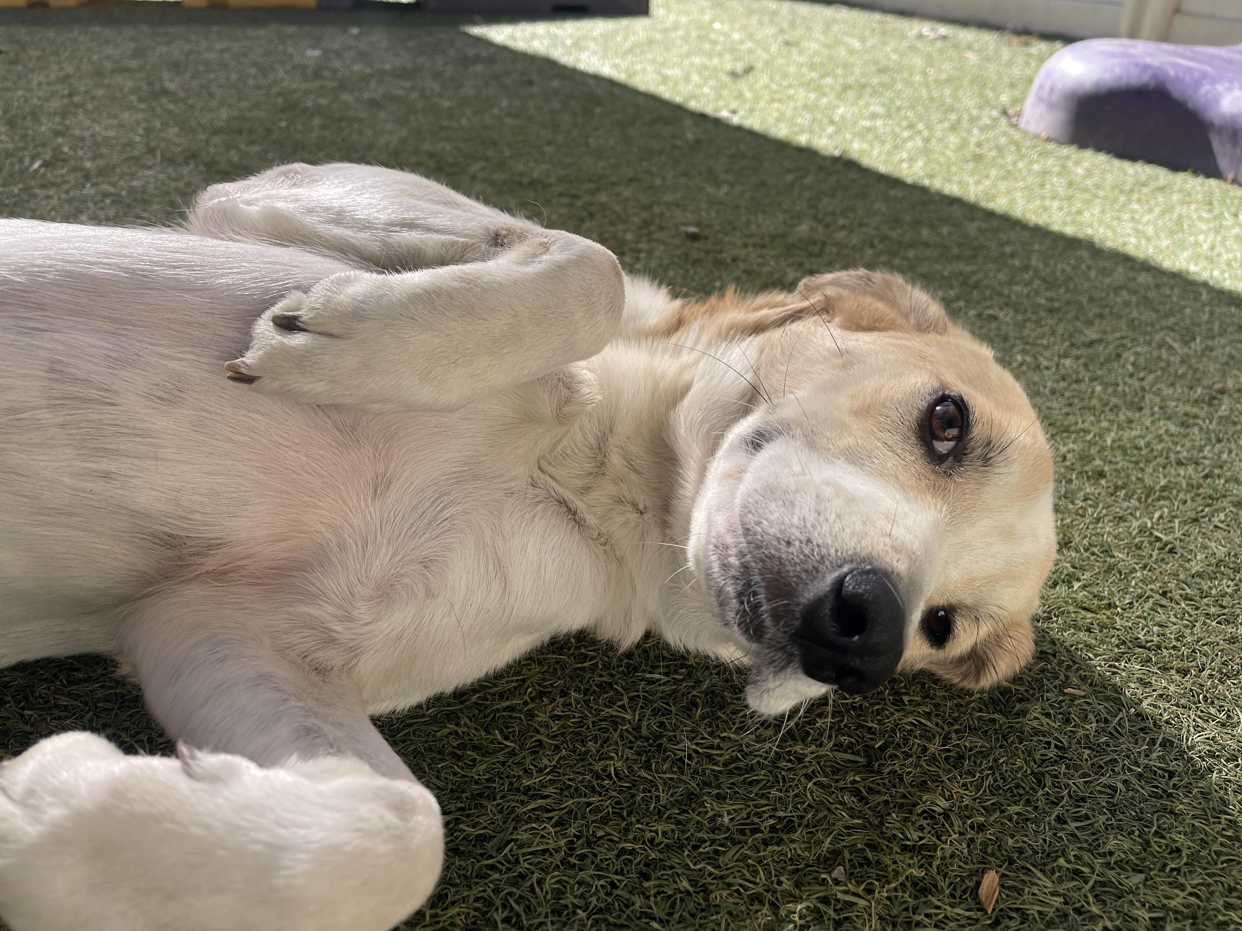 Enlarge Ella, a ADOPTABLE mixed breed in Baker, LA image 3/4