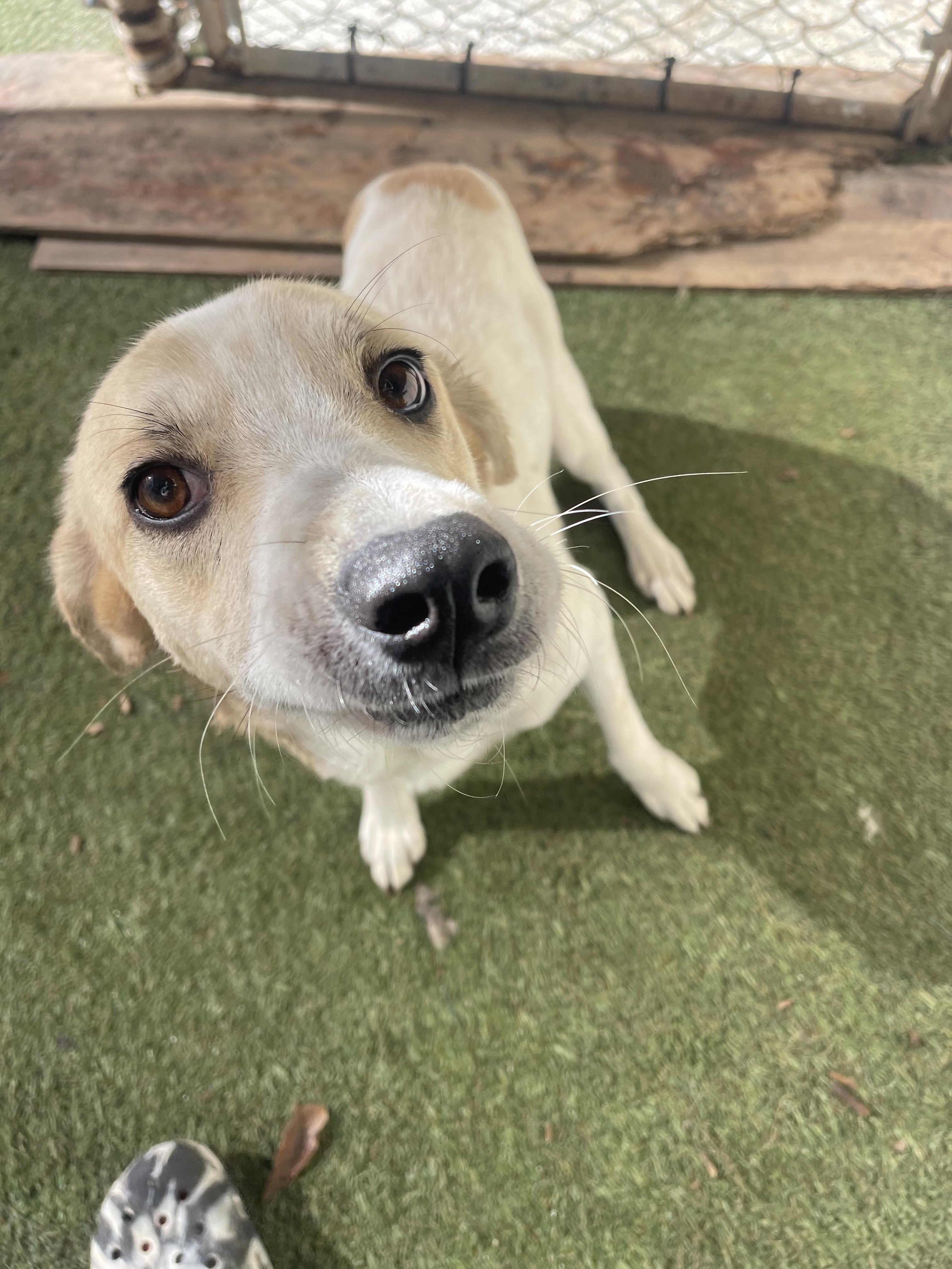 Enlarge Ella, a ADOPTABLE mixed breed in Baker, LA image 2/4