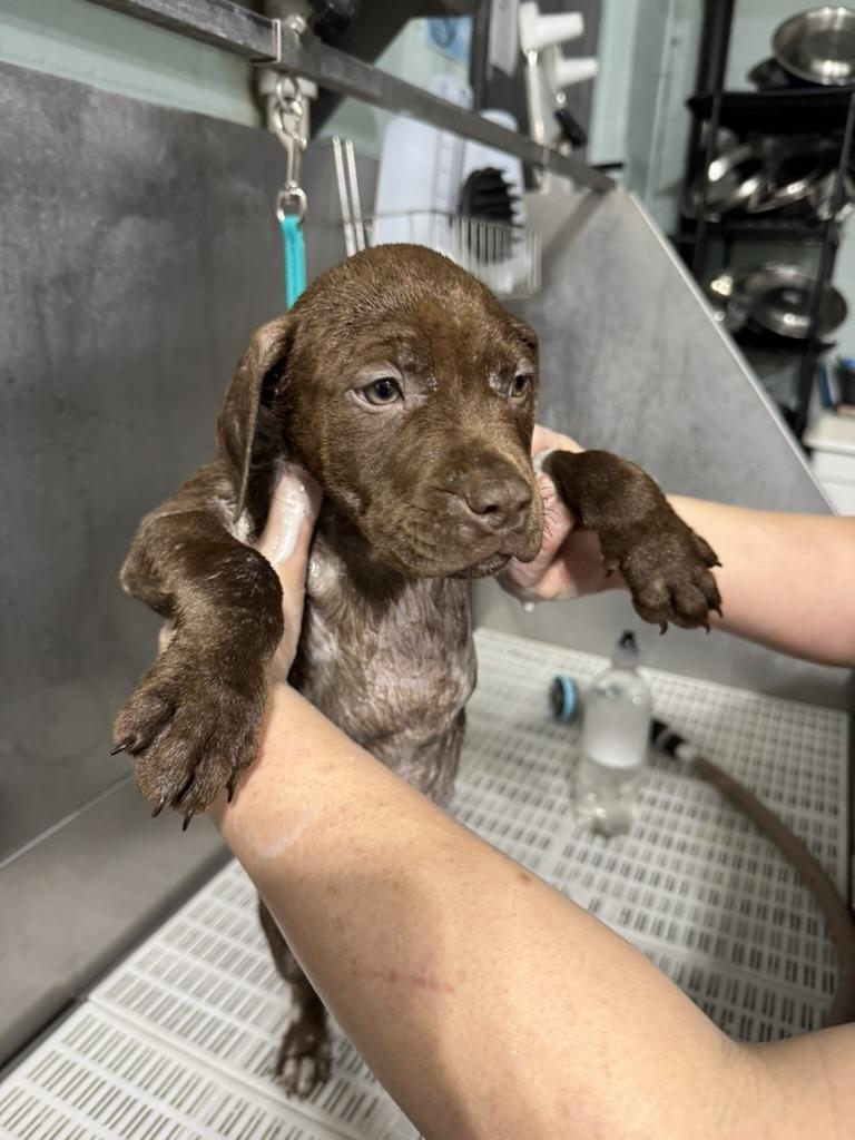 Enlarge Nutmeg, a ADOPTABLE mixed breed in Fulton, NY image 6/6