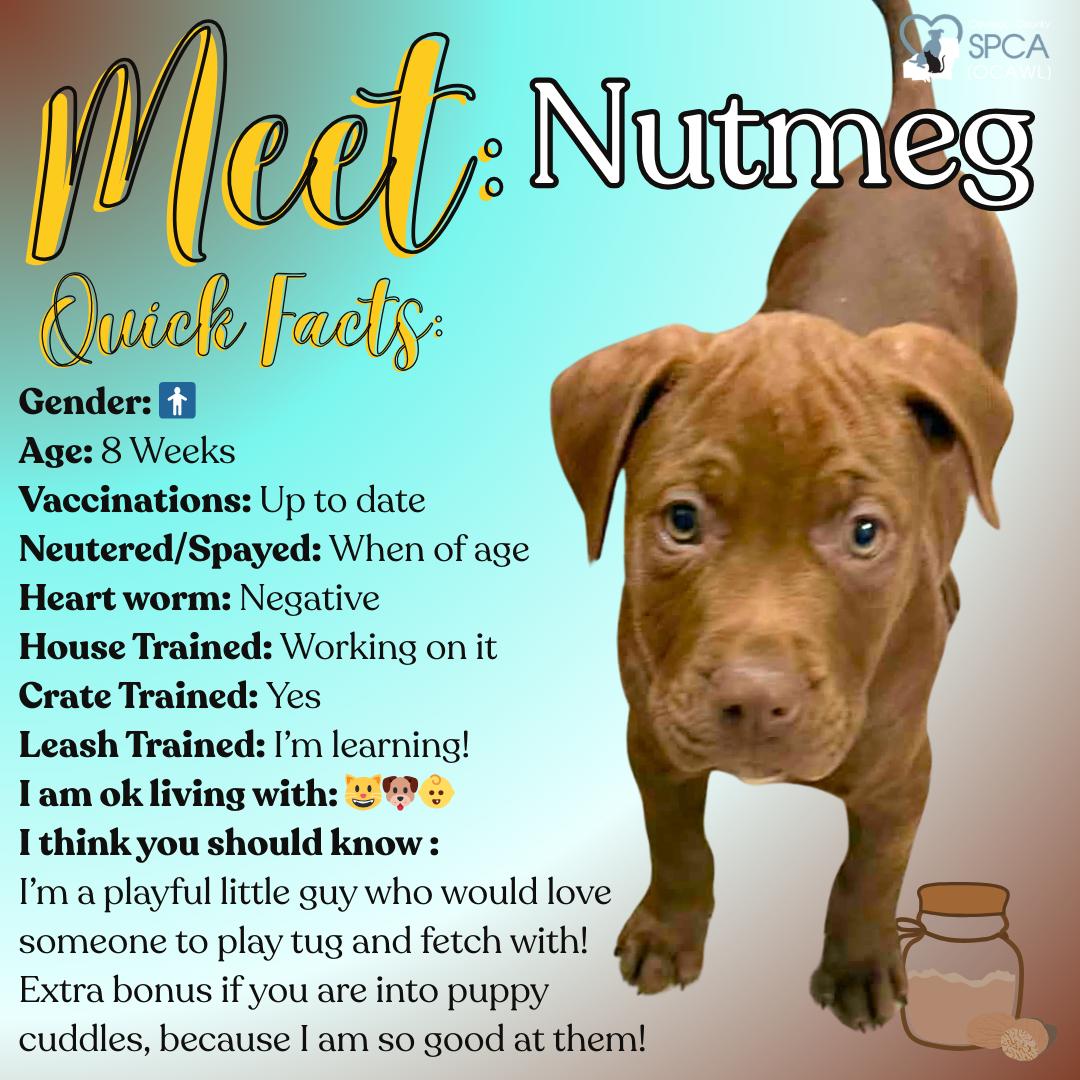 Enlarge Nutmeg, a ADOPTABLE mixed breed in Fulton, NY image 1/6