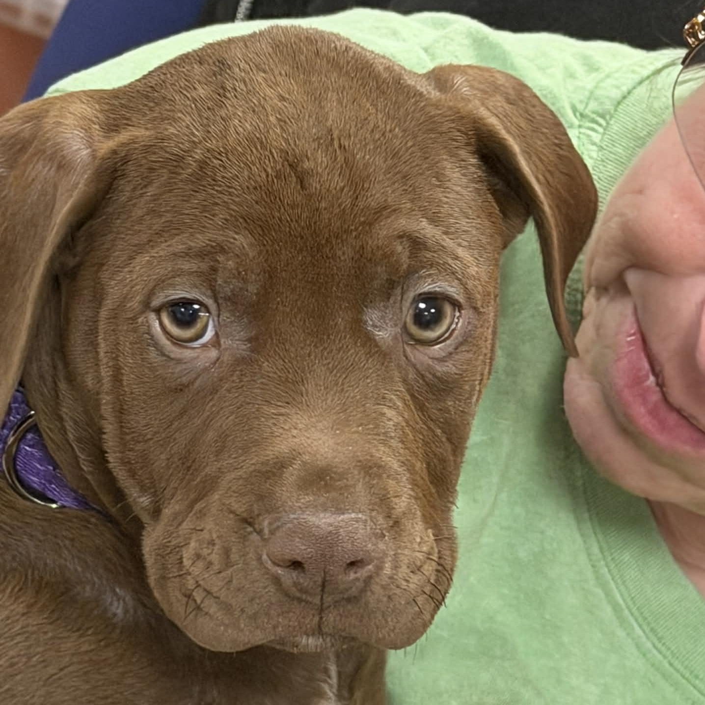 Enlarge Nutmeg, a ADOPTABLE mixed breed in Fulton, NY image 4/6