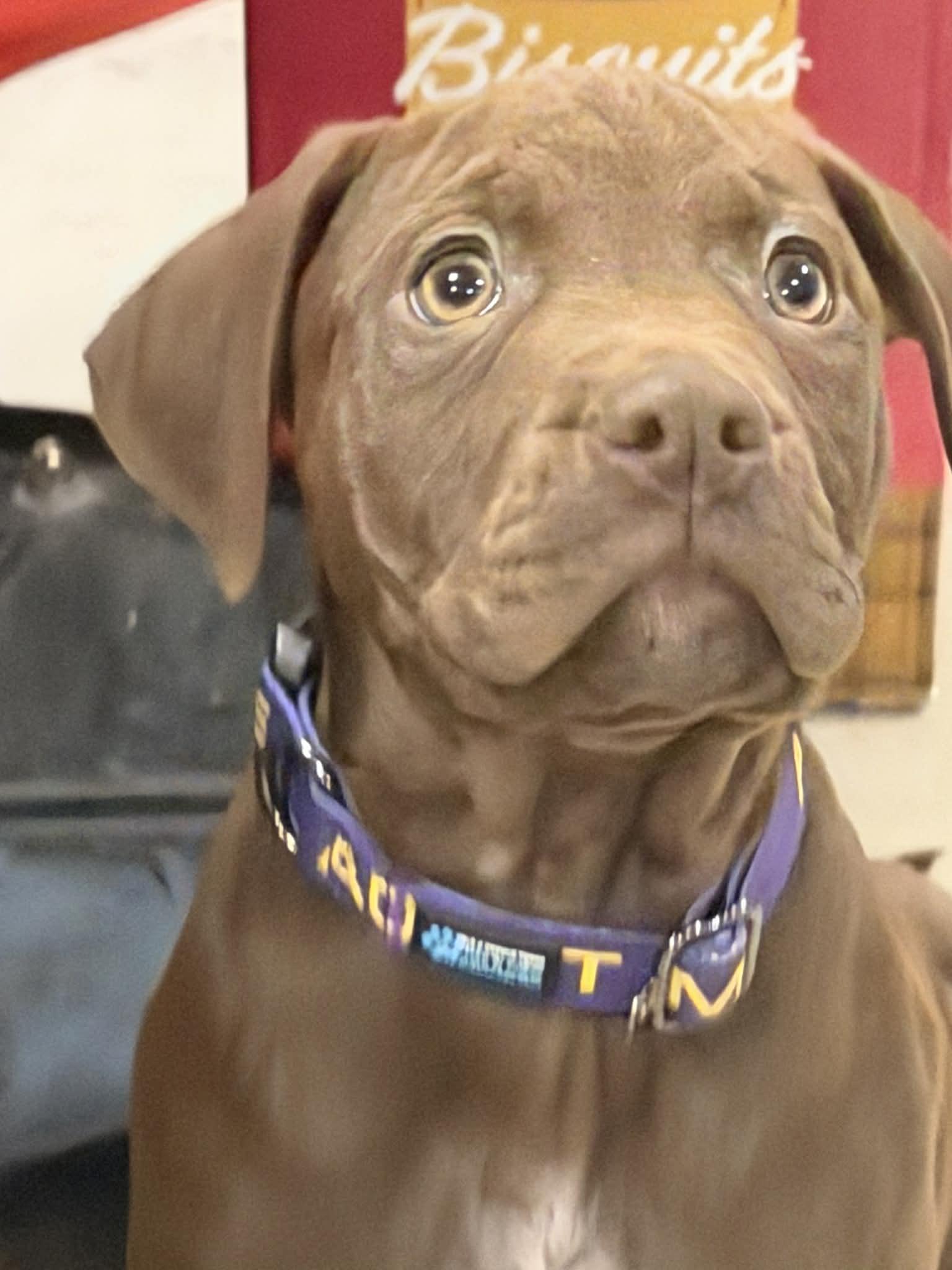 Enlarge Nutmeg, a ADOPTABLE mixed breed in Fulton, NY image 3/6