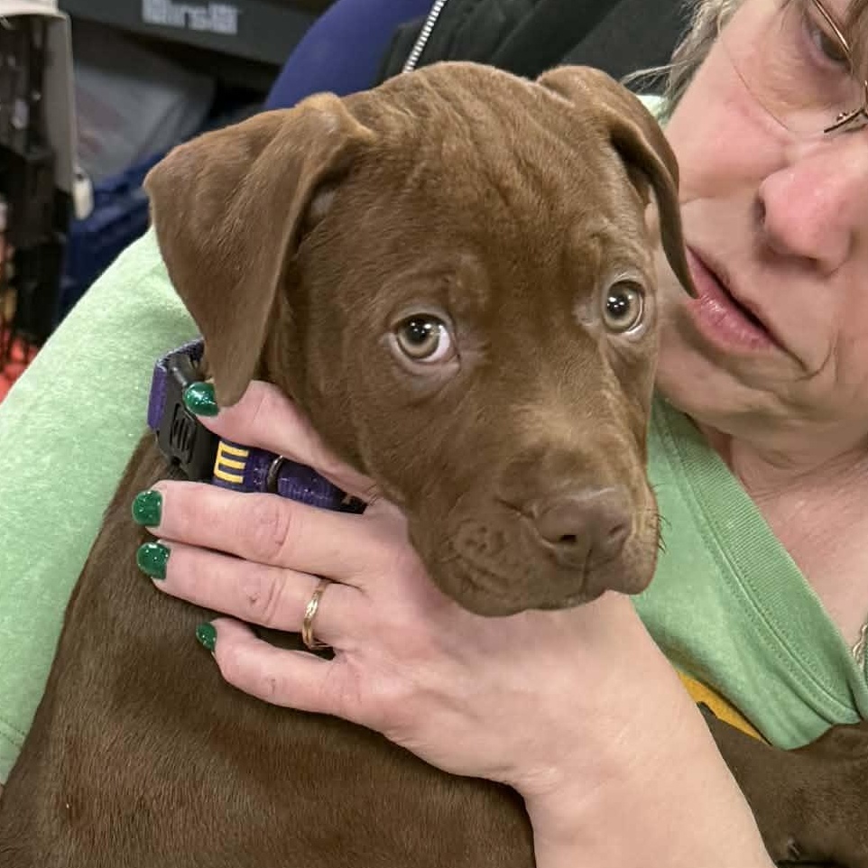 Enlarge Nutmeg, a ADOPTABLE mixed breed in Fulton, NY image 5/6