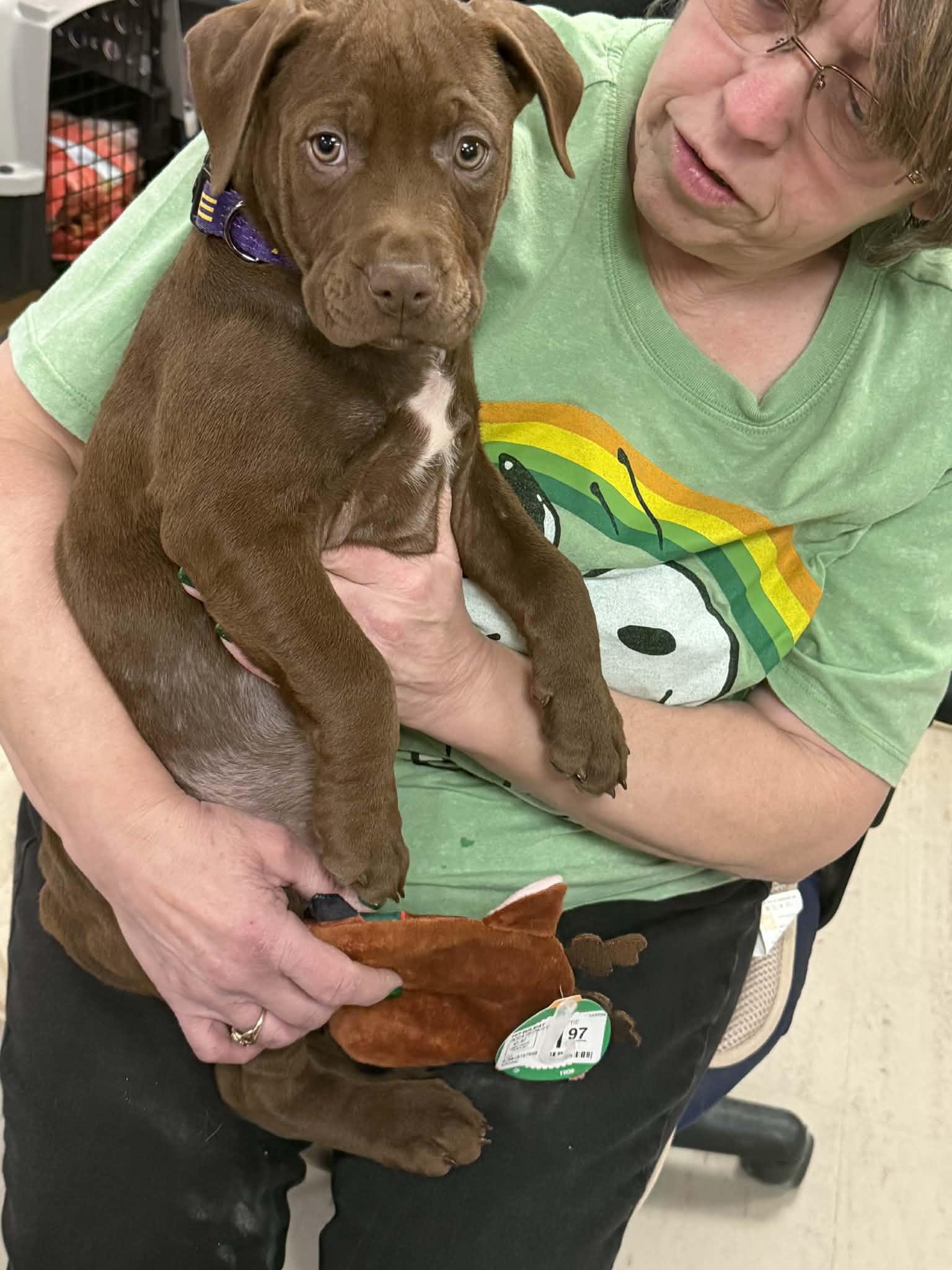 Enlarge Nutmeg, a ADOPTABLE mixed breed in Fulton, NY image 2/6