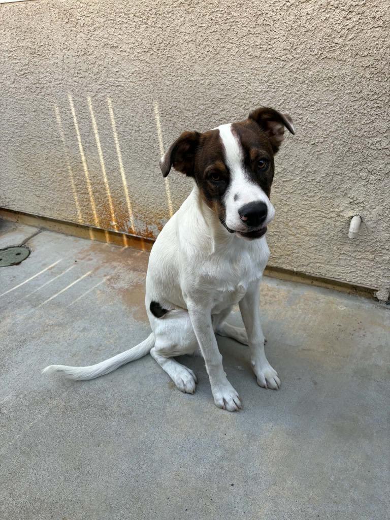 Duke, Adoptable, Puppy Male Jack Russell Terrier & Bull Terrier.