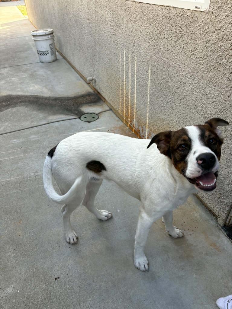 Enlarge Duke, a Adoptable mixed breed in Newman, CA image 2/3