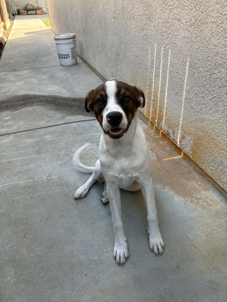 Enlarge Duke, a Adoptable mixed breed in Newman, CA image 3/3