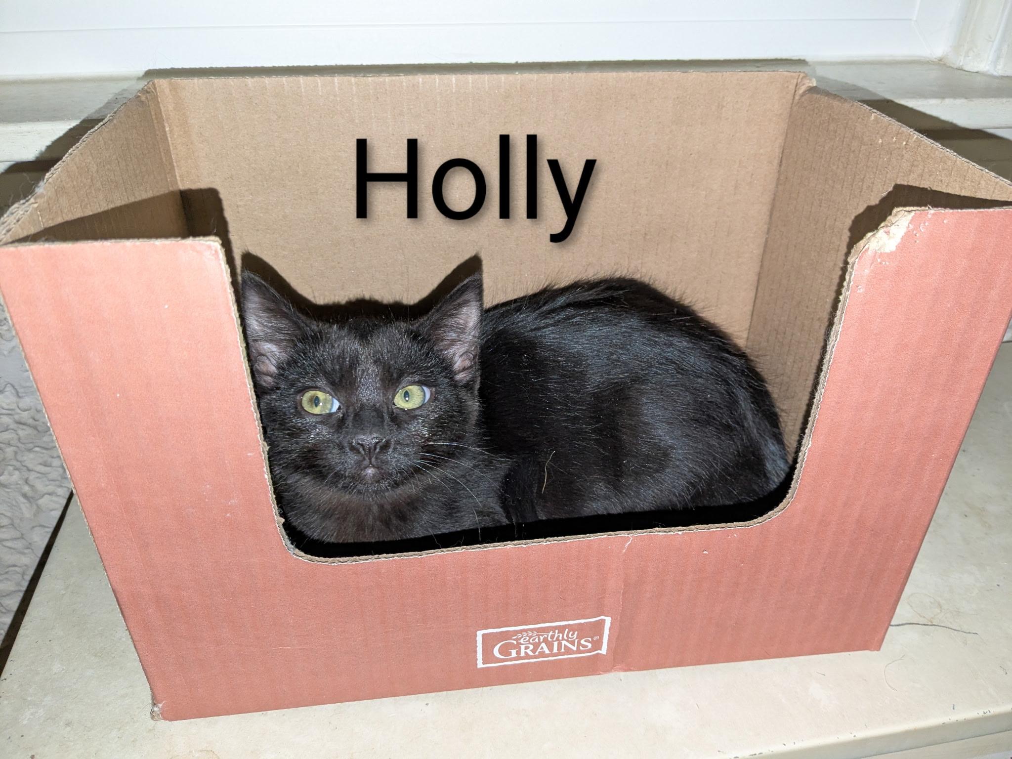 Enlarge Holly (kitten) fee waived with approved application , a ADOPTABLE Domestic Short Hair in Enfield, CT image 1/1