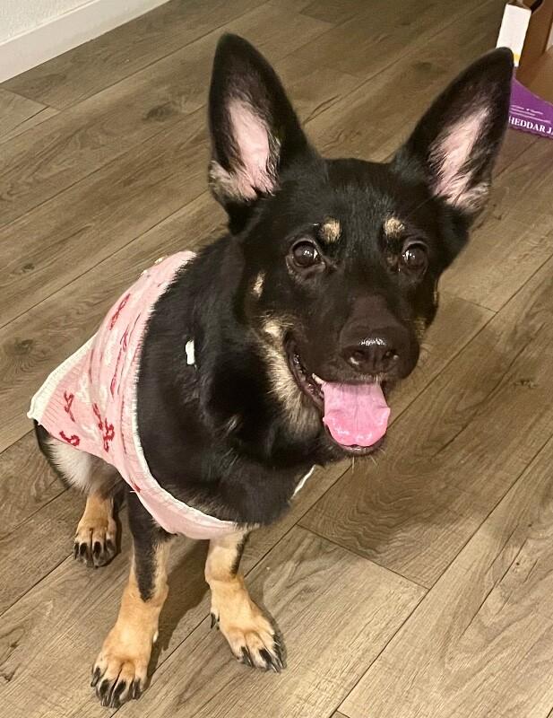 Cake, Adoptable, Adult Female German Shepherd Dog & Mixed Breed.