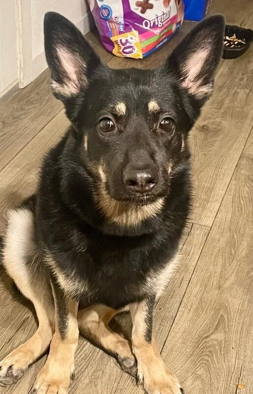 Enlarge Cake, a Adoptable mixed breed in Anthem, AZ image 2/6