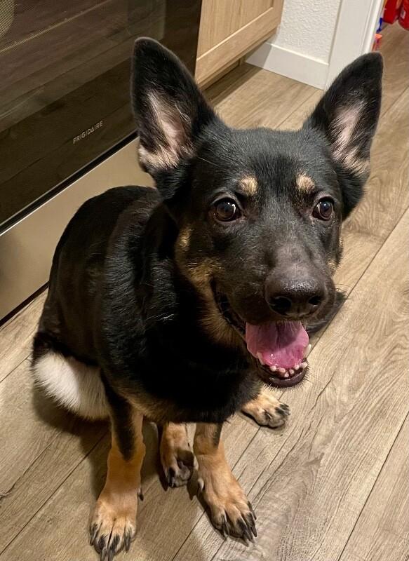 Enlarge Cake, a Adoptable mixed breed in Anthem, AZ image 3/6