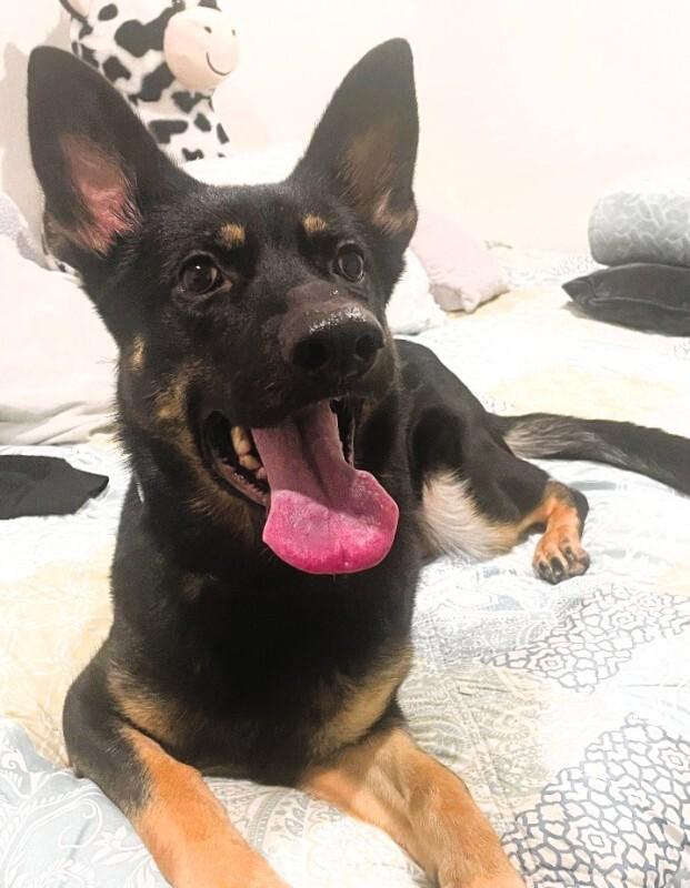 Enlarge Cake, a Adoptable mixed breed in Anthem, AZ image 4/6