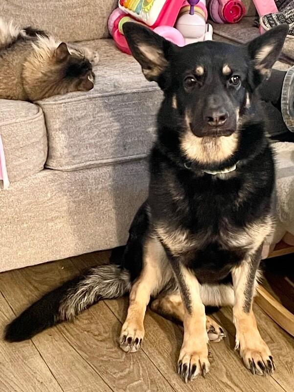 Enlarge Cake, a Adoptable mixed breed in Anthem, AZ image 5/6