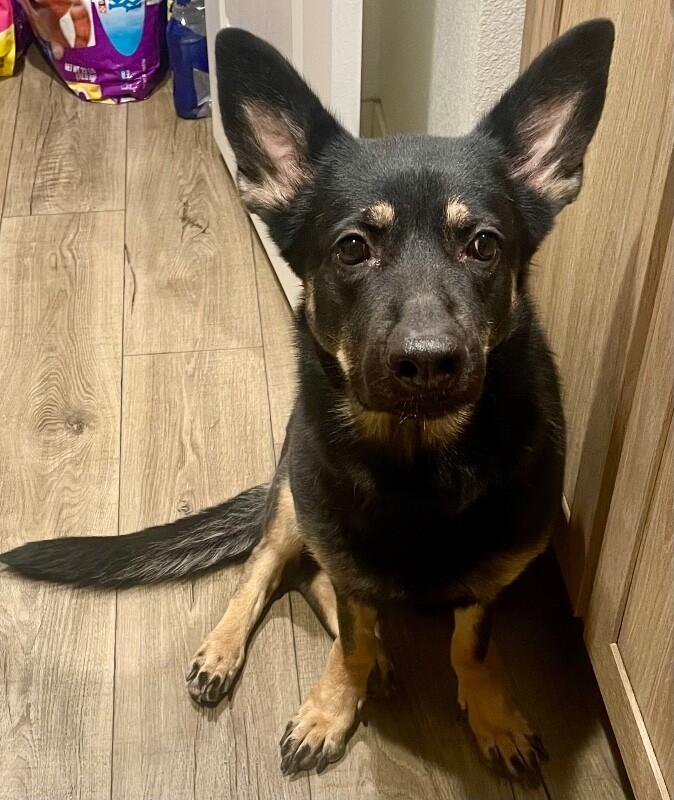 Enlarge Cake, a Adoptable mixed breed in Anthem, AZ image 6/6