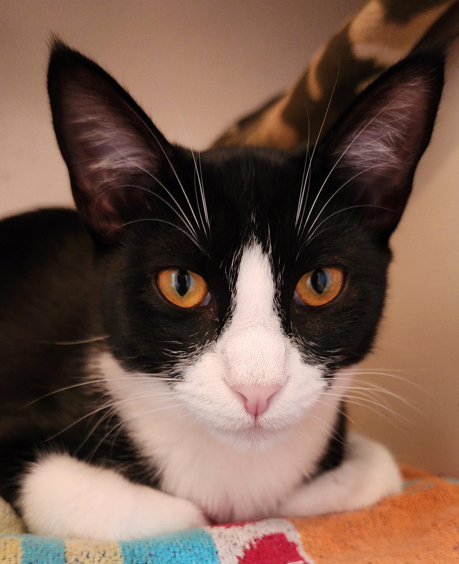 Jinx (Stephanie’s Litter), Baby Female Tuxedo