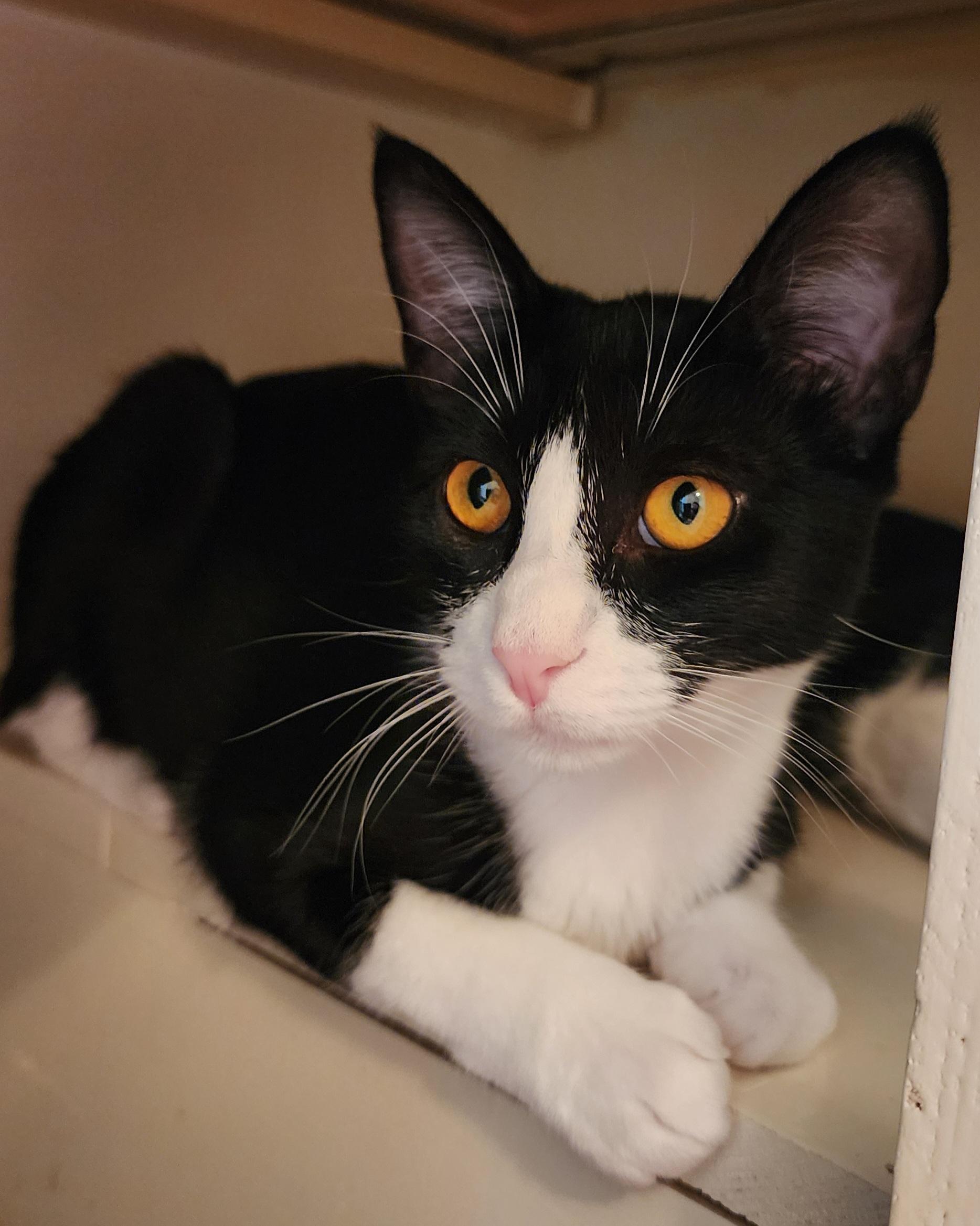 Jinx (Stephanie’s Litter) photo 4