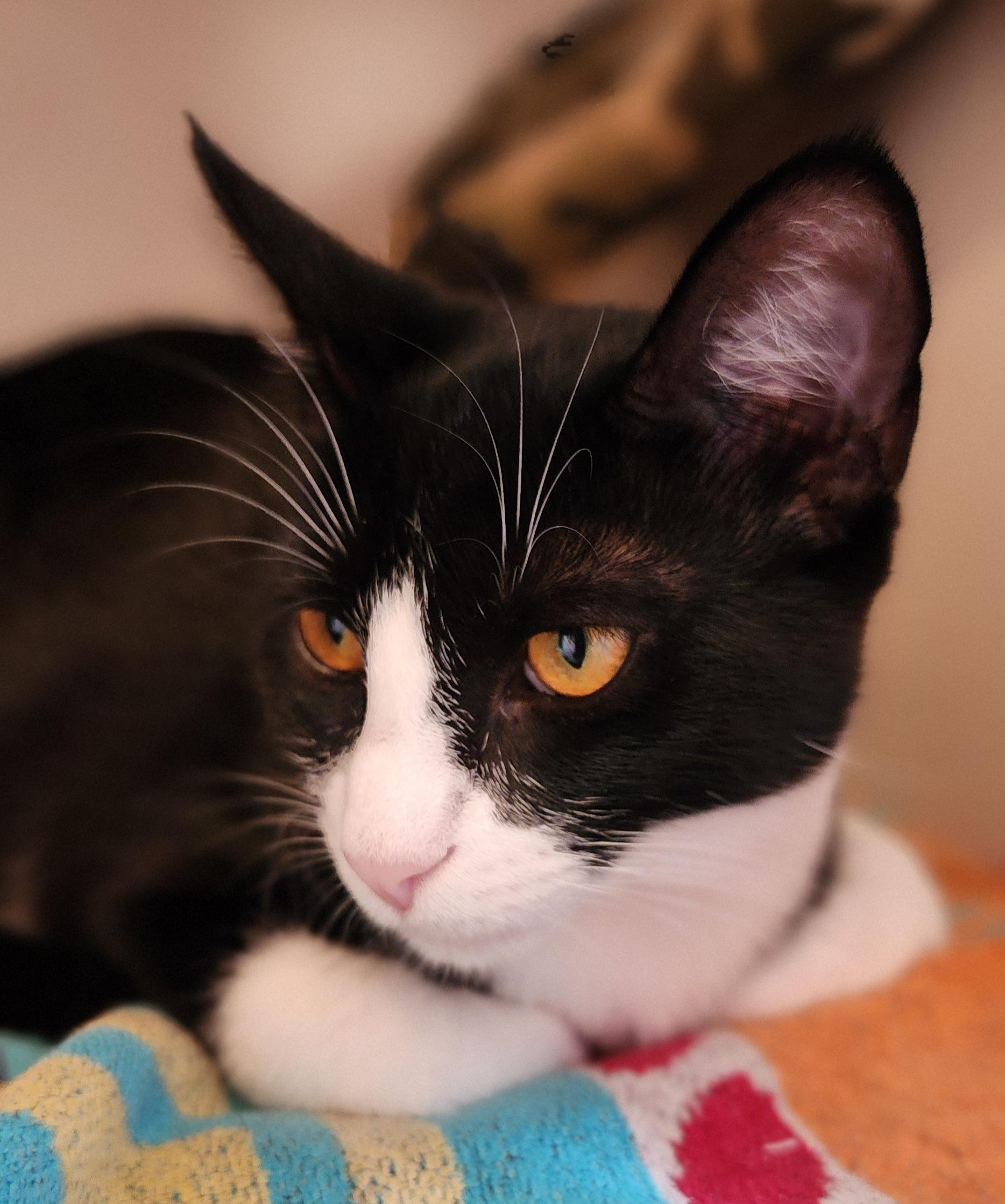Jinx (Stephanie’s Litter) photo 3