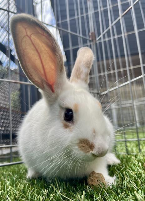 Enlarge JESS, a Adoptable Bunny Rabbit in San Francisco, CA image 1/1