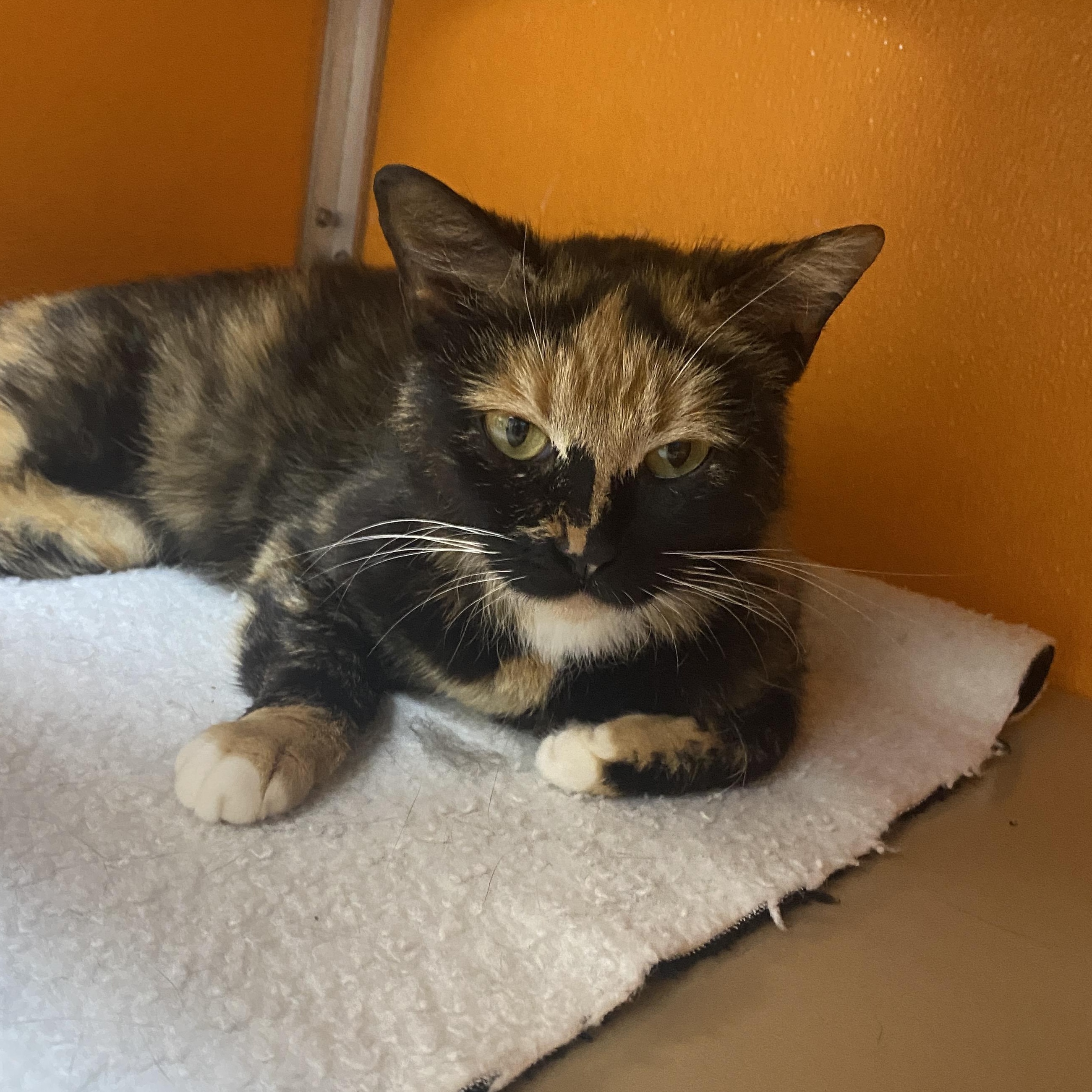 Regal, Adoptable, Young Female Domestic Short Hair.