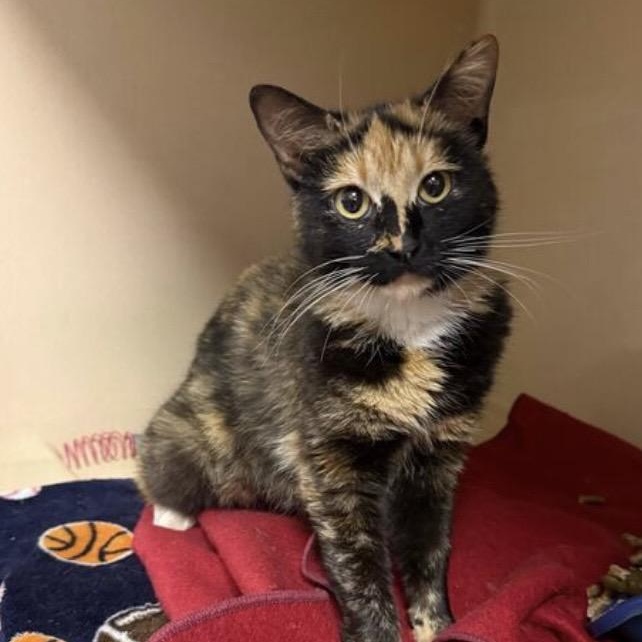 Regal, a Adoptable Domestic Short Hair in Elyria, OH image 2/2