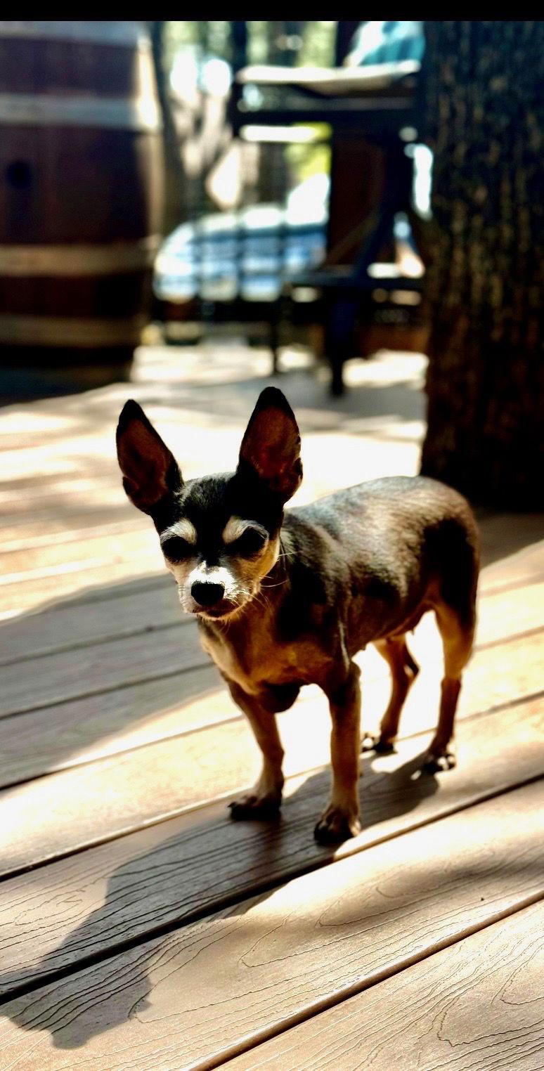 Enlarge Salsa, a Adopted Chihuahua in Euless, TX image 1/3
