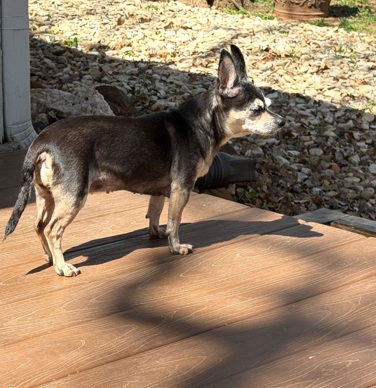 Enlarge Salsa, a Adopted Chihuahua in Euless, TX image 2/3