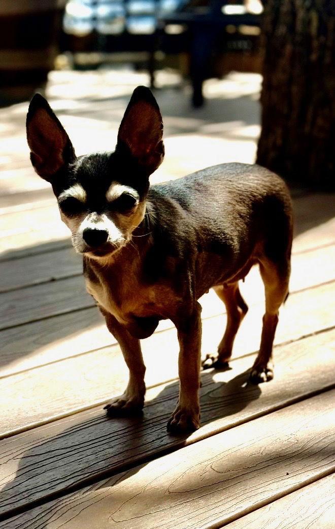 Enlarge Salsa, a Adopted Chihuahua in Euless, TX image 3/3