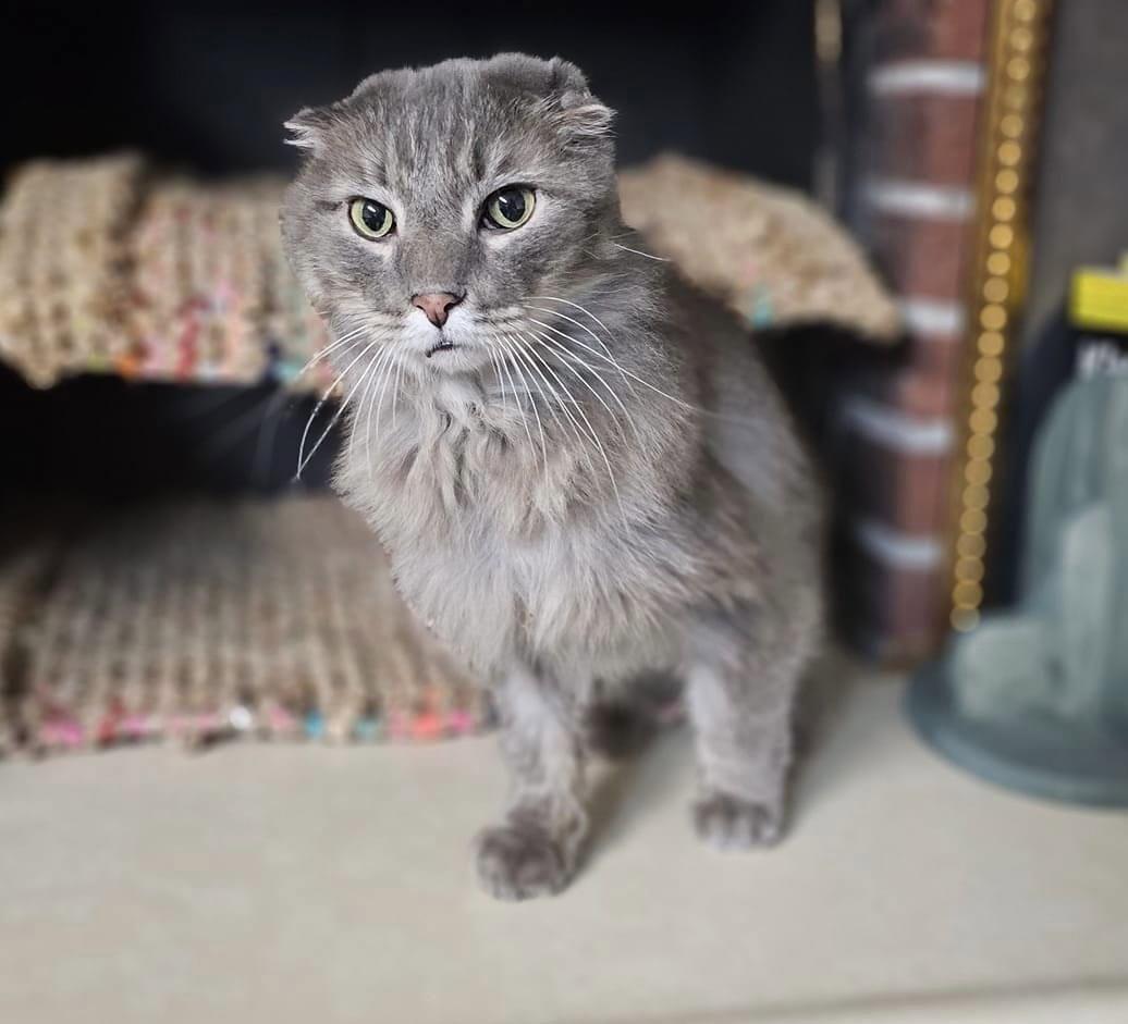 Enlarge Gordon, a Adopted Domestic Long Hair in Lake Saint Louis, MO image 1/1