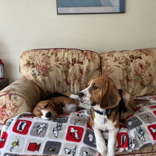 Bentley, Adoptable, Young Female Beagle.