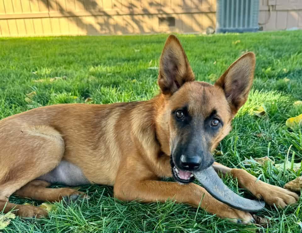 Canella, Adopted, Young Female Belgian Shepherd / Malinois & German Shepherd Dog.