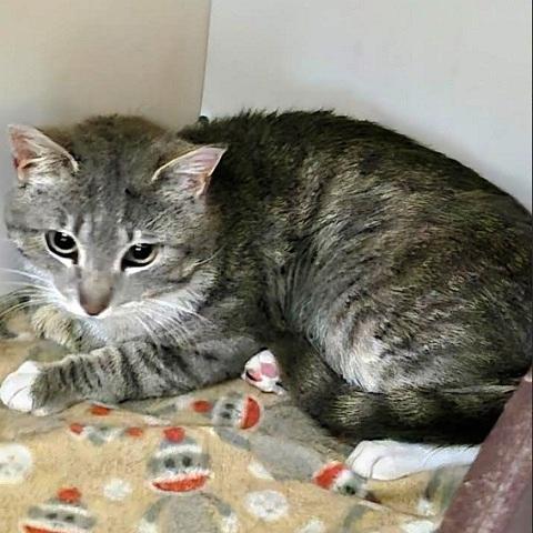 Hermosa, a ADOPTABLE Tabby in Salt Lake City, UT image 2/3