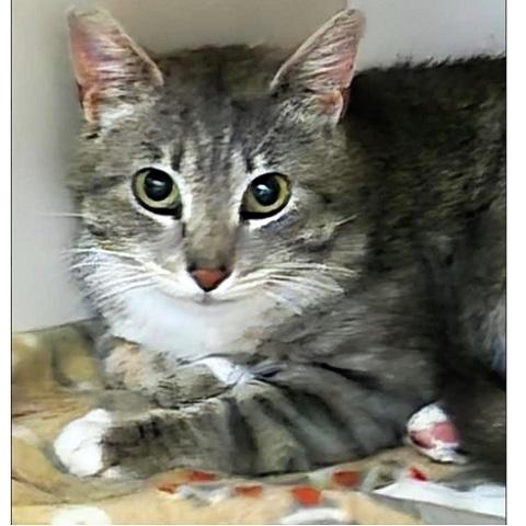 Hermosa, a ADOPTABLE Tabby in Salt Lake City, UT image 3/3