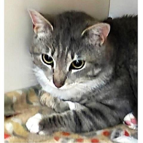Hermosa, a ADOPTABLE Tabby in Salt Lake City, UT image 1/3