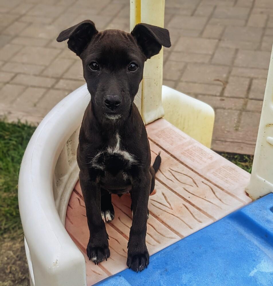 Enlarge Leela, a Adoptable mixed breed in Waunakee, WI image 1/6
