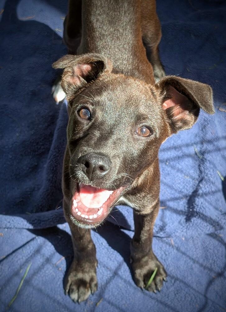 Enlarge Leela, a Adoptable mixed breed in Waunakee, WI image 2/6