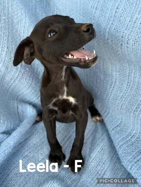 Enlarge Leela, a Adoptable mixed breed in Waunakee, WI image 3/6