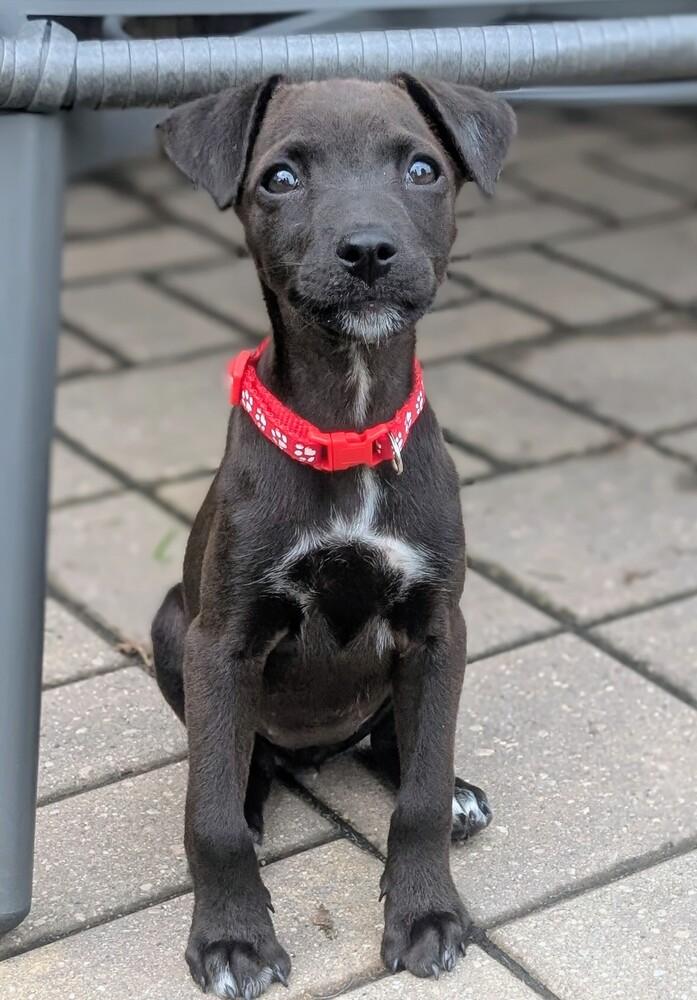 Enlarge Leela, a Adoptable mixed breed in Waunakee, WI image 4/6