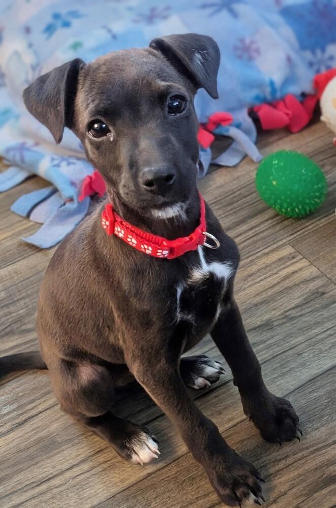 Enlarge Leela, a Adoptable mixed breed in Waunakee, WI image 5/6