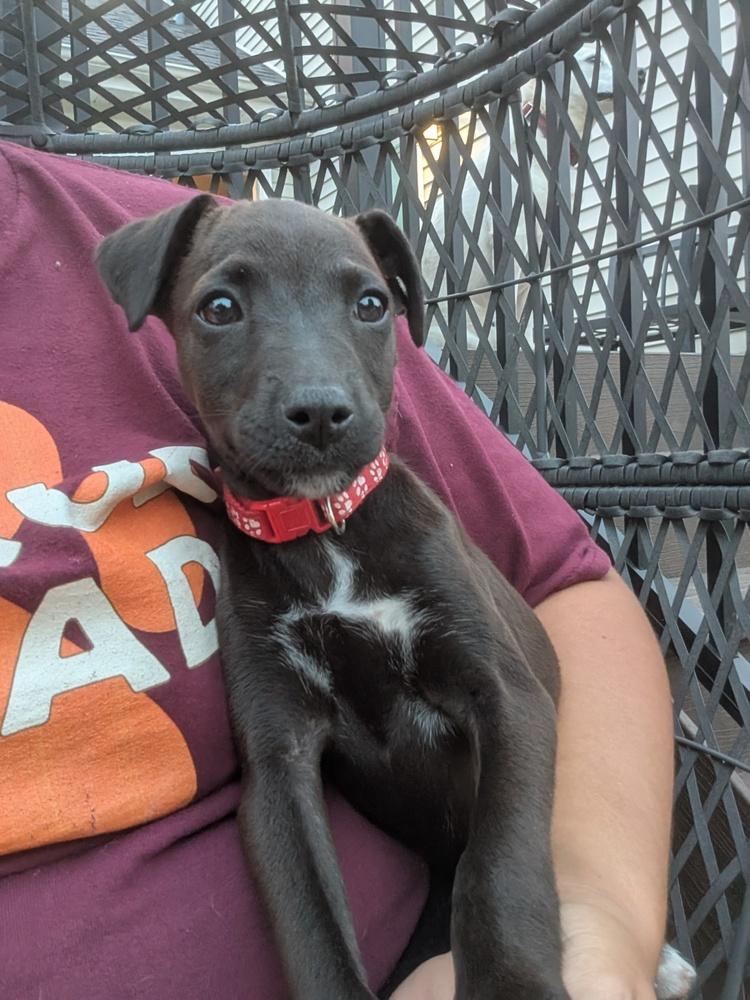 Enlarge Leela, a Adoptable mixed breed in Waunakee, WI image 6/6