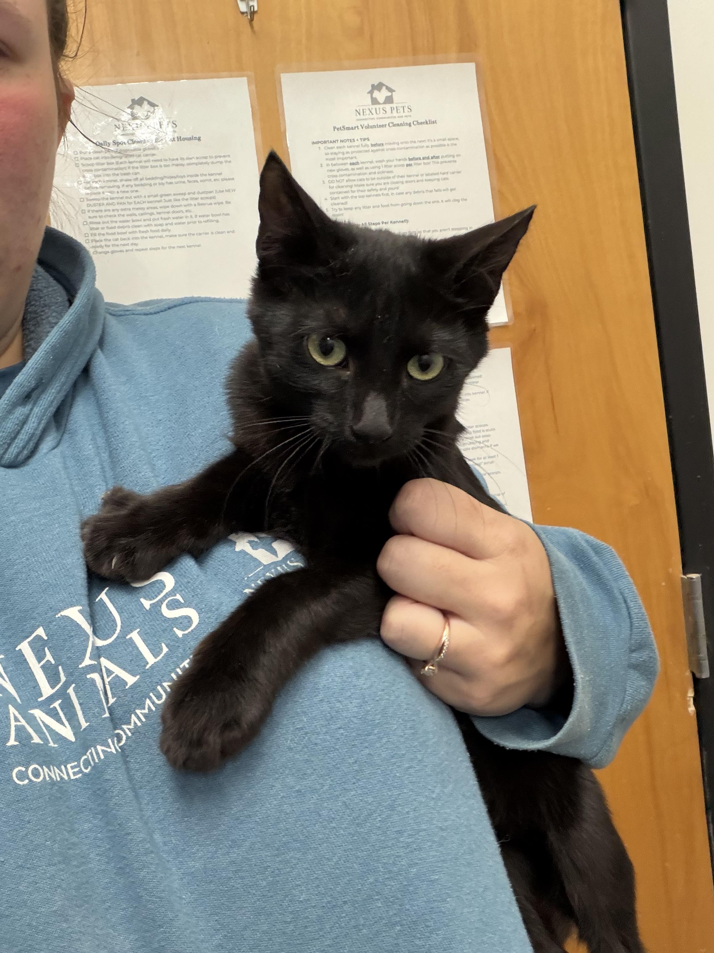 Lily, Adoptable, Young Female Domestic Short Hair.