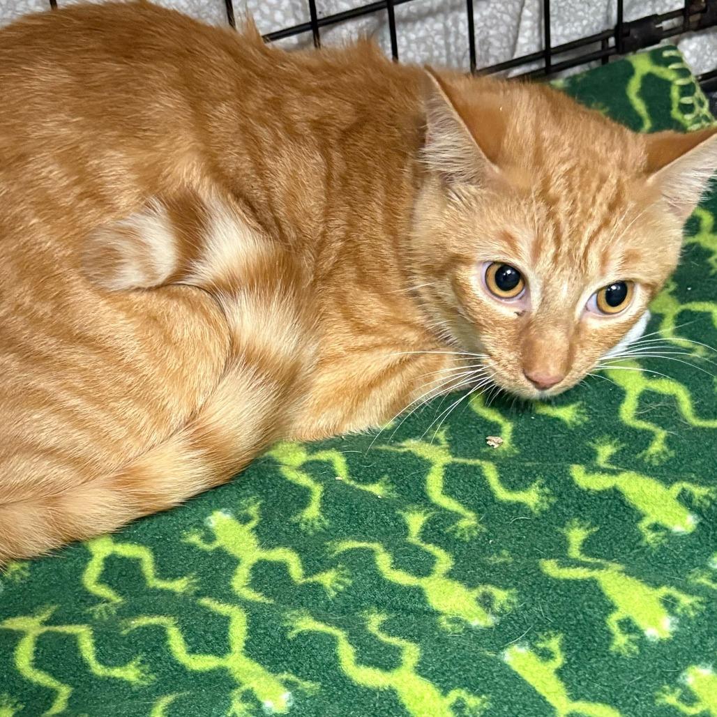 Pippin, Adoptable, Young Male Domestic Short Hair.