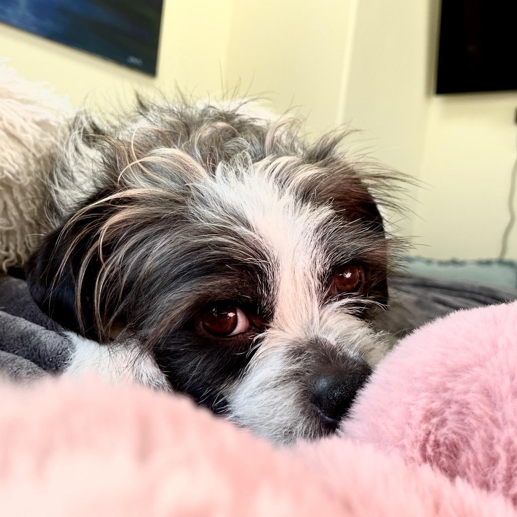 Glen, a Adoptable mixed breed in Newberg, OR image 1/6