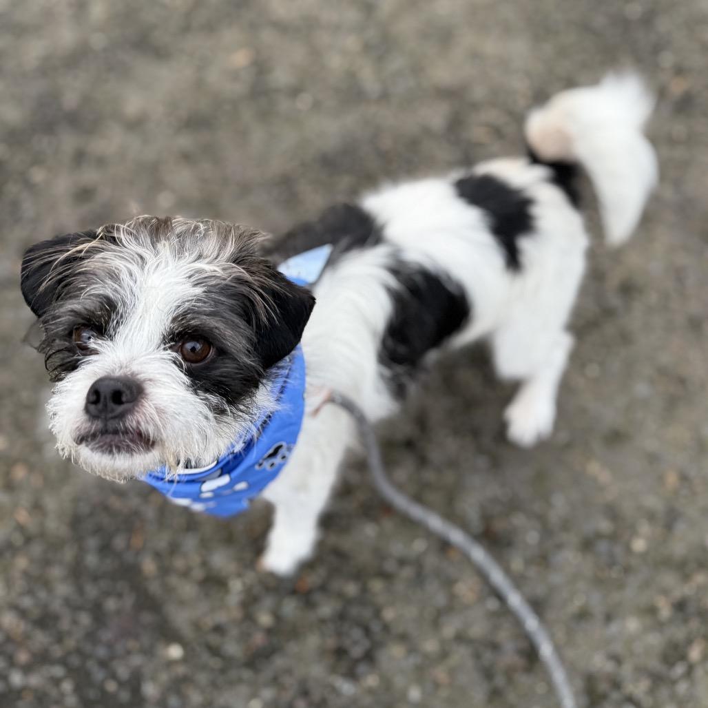 Glen, a Adoptable mixed breed in Newberg, OR image 4/6