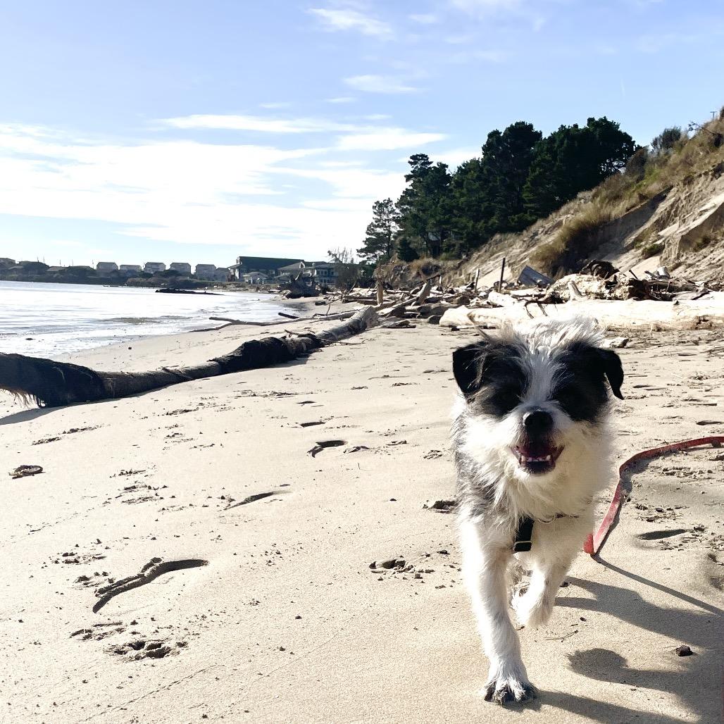 Glen, a Adoptable mixed breed in Newberg, OR image 5/6