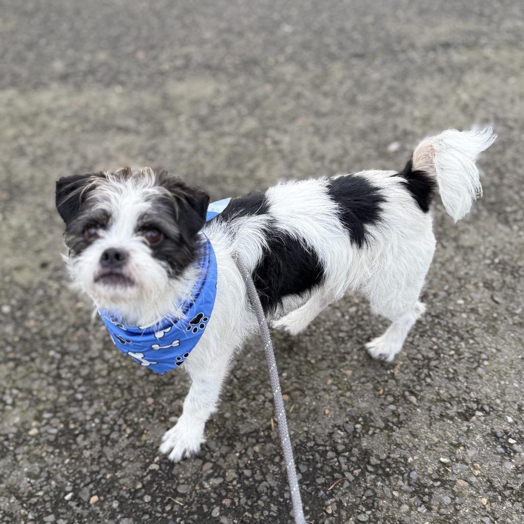 Glen, a Adoptable mixed breed in Newberg, OR image 6/6