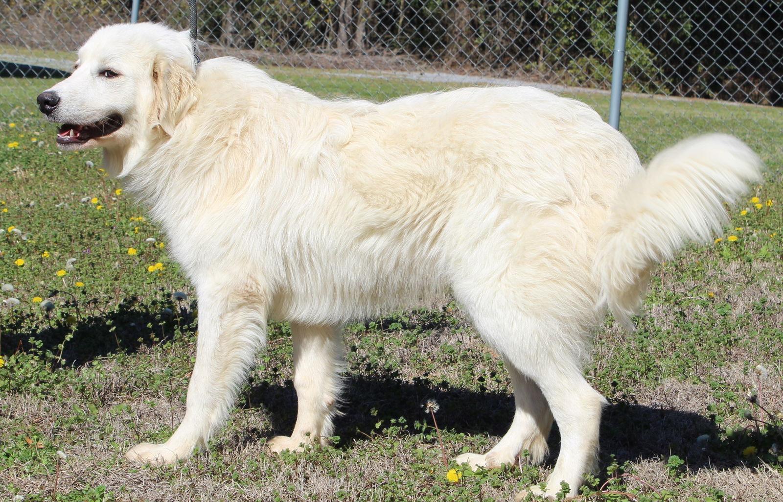 Enlarge Max 43086, a Adoptable Great Pyrenees in Prattville, AL image 1/3